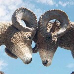 rams butting heads